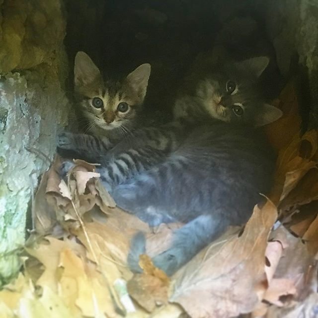 #kittens in the irrigation tunnel @maisonlambot