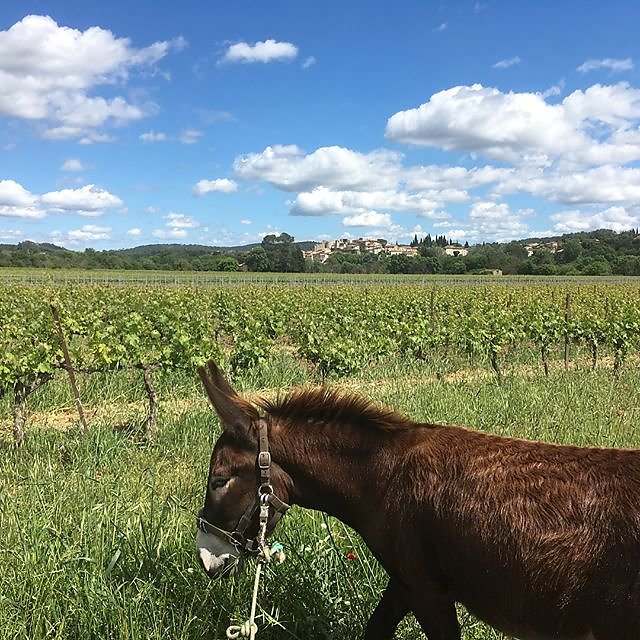 #donkey #hike to #carcès #provenceverte #randonnée #vines near #domainegrandstpaul #nestuby #domainecarpediem #carpediem @maisonlambot  #rosewine #provence
