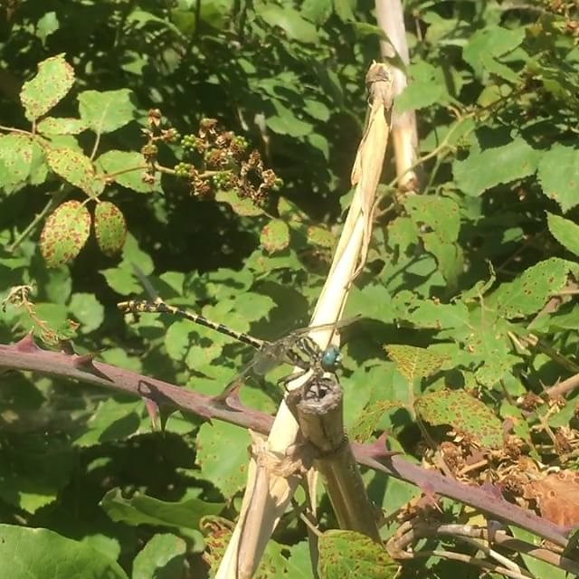 #dragonfly #dragonflies #provence #provenceverte #riverargens #blackberries #mures #france