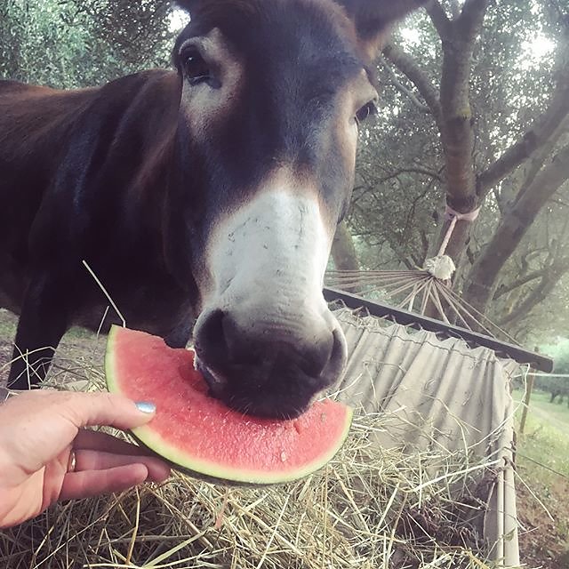 #donkey eats #watermelon