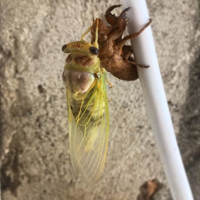 #cicada #cigale #cigale emerging #provence #france