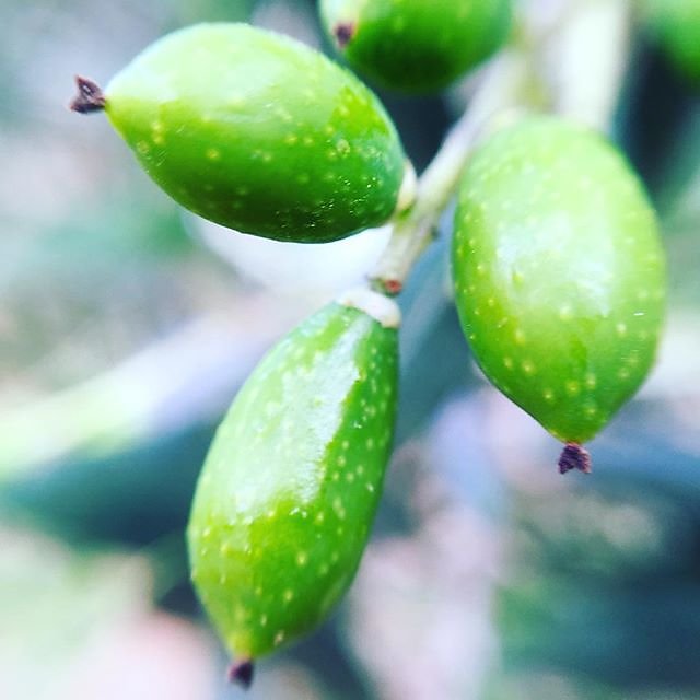 #olives #olivegrove #olivegarden #olive #olivenöl  #olive_oil #oliveoil @maisonlambot