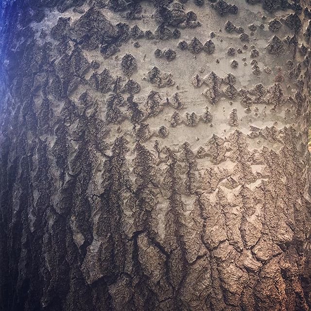 #silverbirch #treebark #texture
