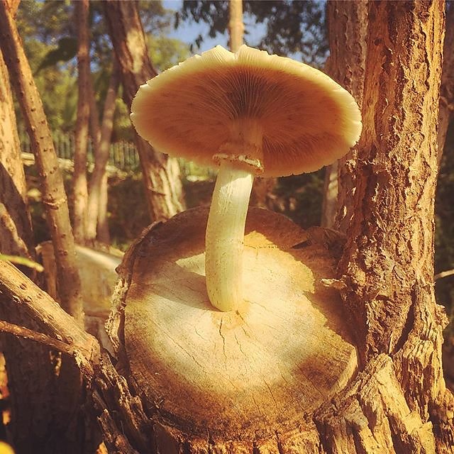 #elmtree #mushrooms #fungi #provence